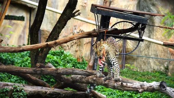 Slow-motion of leopard eating meat alt