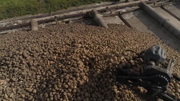 Sugar Beet Pile of the Field After the Harvest Before Processing