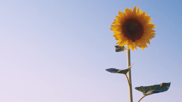 Sunflower Waving in the Wind in Sunflower Field on Sunset