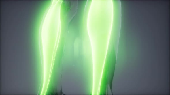 Gastrocnemius- Visible Muscle Anatomy Map alt