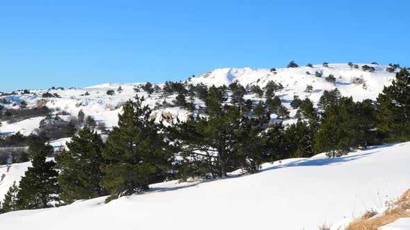 Pine Forest In the Snow-Covered Plateau