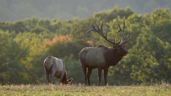 Large Bull Elk at Sunset Video Clip in 4k