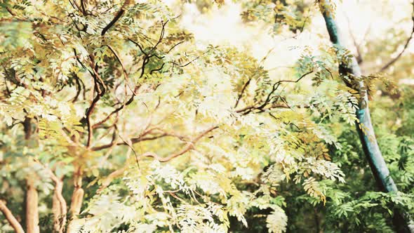 Foggy Spring Morning in the Leafy Woods Highlighted By the Sun Rays alt