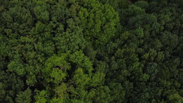 A Bird'seye View of the Forest