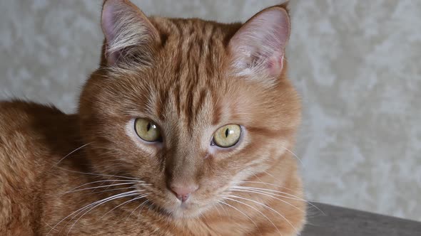 Portrait of Red Tabby Cat Curiously Posing and Looking Into Camera alt
