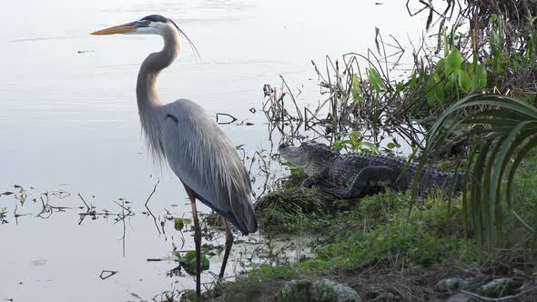 Great Blue Heron And Alligator
