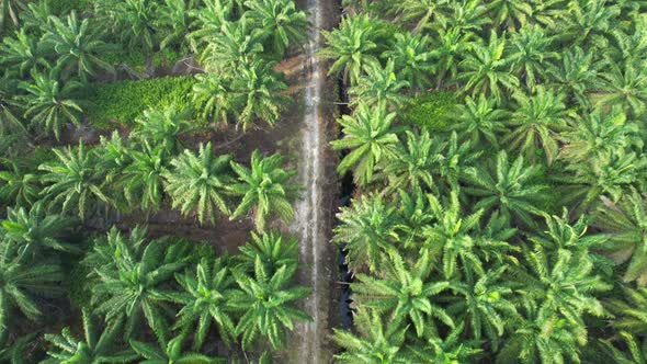 Aerial View of The Palm Oil Estates alt