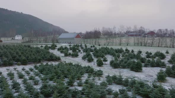 Aerial winter drone shot while snowing above tree nursery of christmas tree plantation in Norway alt