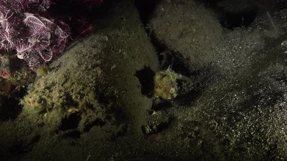 Longhorn Cowfish at night on a sandy reef in Anilao, Philippines alt