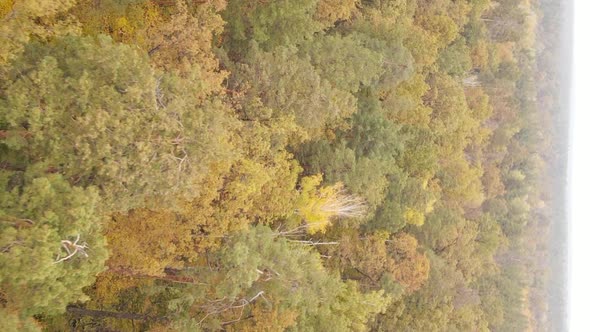 Vertical Video of the Forest on an Autumn Day Slow Motion alt