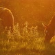 Horses - VideoHive Item for Sale