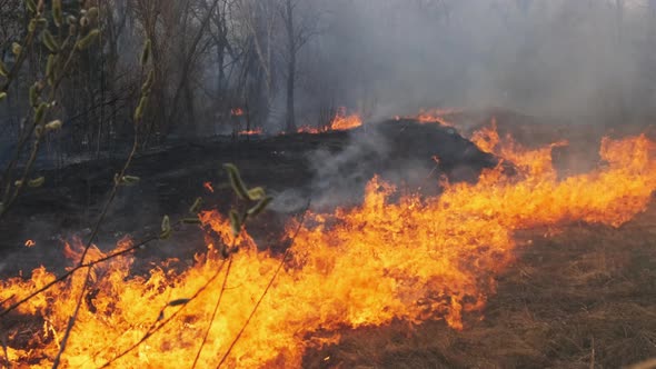 Wildfire in Spring Forest Burning Dry Grass Trees Bushes Flames and Smoke alt