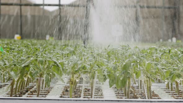 Slow motion of automatic irrigation of young plants in a large industrial nursury alt