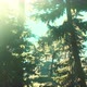 Green Trees of the Spruce Forest - VideoHive Item for Sale