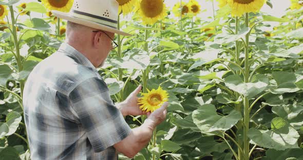 Back View of Senior Farmer in Hat and Glasses Examining the Sunflower in Field alt