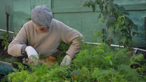 Mature Man Tending to Green Plants at Vegetable Patch alt