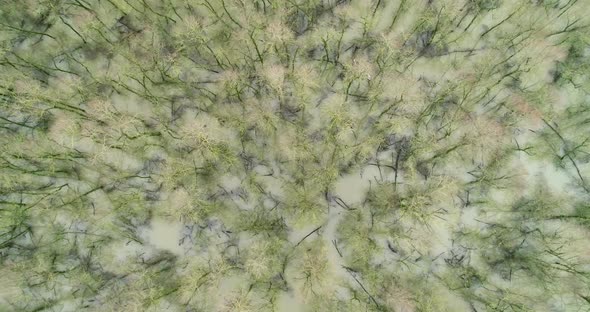 Aerial view of forest in high water in the river Waal, Gelderland, Netherlands. alt