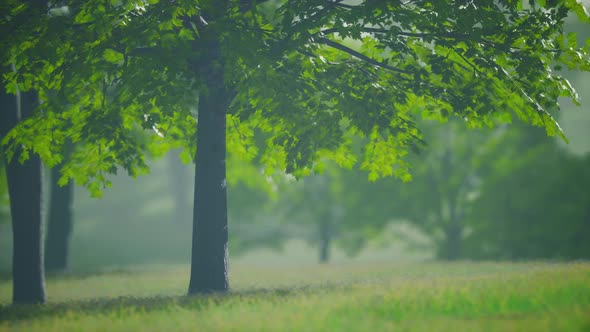 The Green Mapple Leaves in the Summer alt