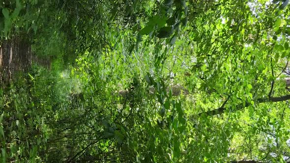 Vertical Video of Green Forest By Day alt