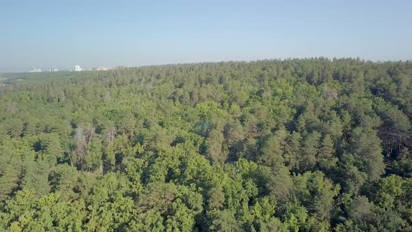 Aerial Shot, Camera Is Flying Over Dense Mixed Forest in Sunny Summer Day