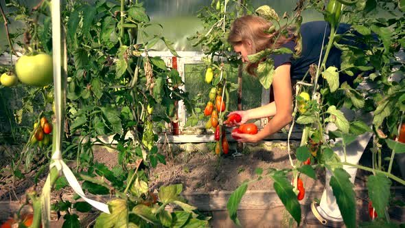 Farmer Girl Picking Organic Tomatoes In Greenhouse