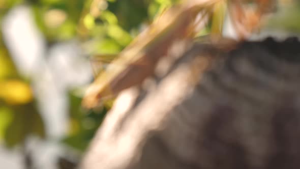 The Trunk with the Mantis Religiosa in Japan alt