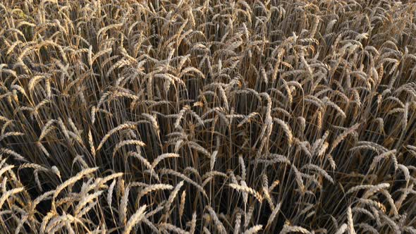 Flight over a field with ripened wheat in golden light alt