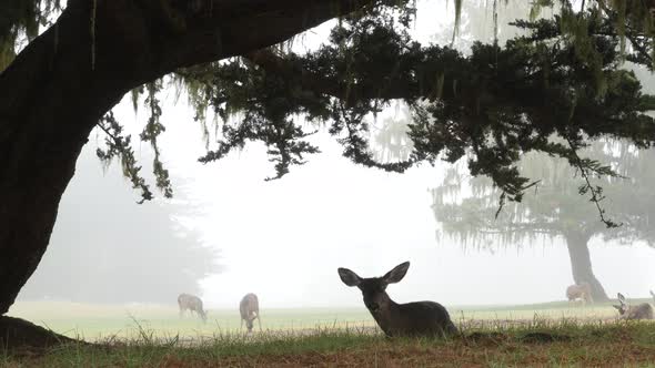 Wild Young Fawn Deer Family Grazing Cypress Tree in Foggy Forest