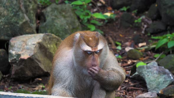 The Monkey Sits in The Rainforest Jungle. Asia, Natural Habitat alt