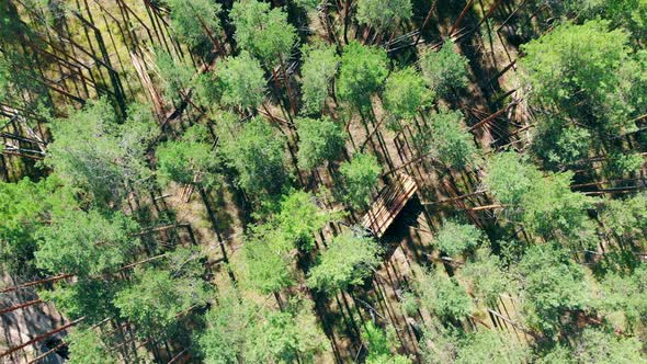 Top View of the Pine Forest with a Mechanical Harvester Working in It alt