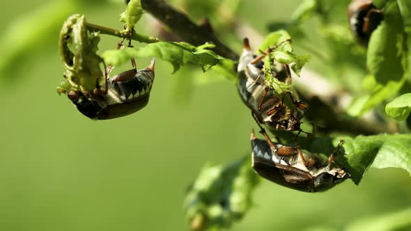 May beetles (cockchafers) on the young oak branch eating - close-up alt