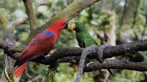 Two Big Colourful Parrots Feeding Each Other