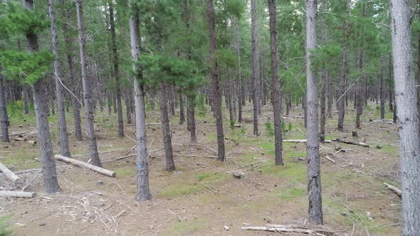 Flying between pine trees in Kuitpo Forrest in Adelaide, South Australia alt