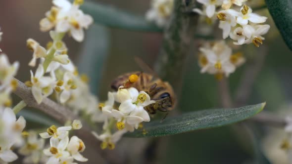 Bee Flower Slow Motion