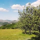 the old pear trees and beautiful landscape hills fields of Brus village, Kosovo - VideoHive Item for Sale