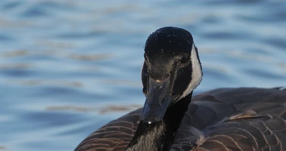 Canada goose, Branta canadensis. Birds swimming on a lake alt