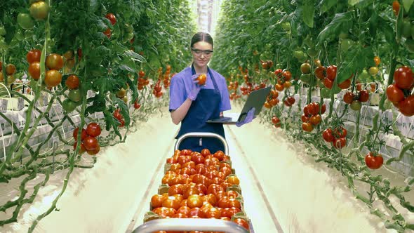 Greenery Worker with a Laptop Is Inspecting Harvested Tomatoes alt