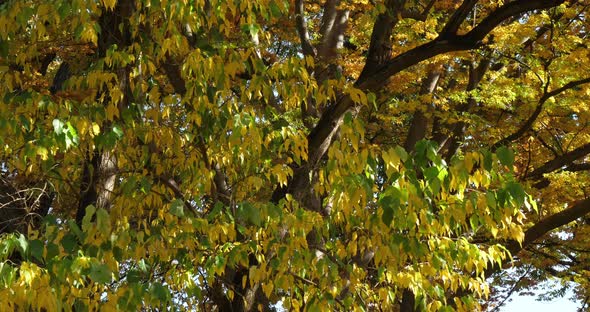 Maclura pomifera, commonly known as the Osage orange, hedge, or hedge apple tree alt