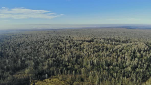 Early Spring in the Forest Trees Without Leaves Gray Sad Forest in Spring alt