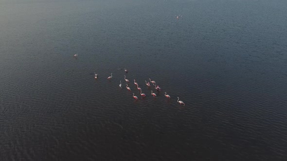 Pink Flamingos swimming in a pond in Vendicari Natural reserve, Sicily, Italy alt