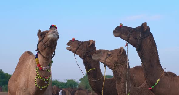 Camels at Pushkar Mela Camel Fair Festival in Field Eating Chewing alt