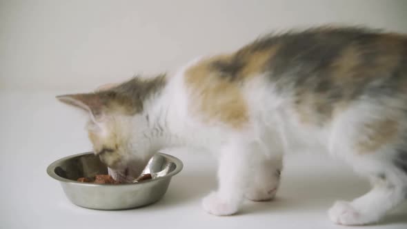 Red Cat Eats From a Plate of Food