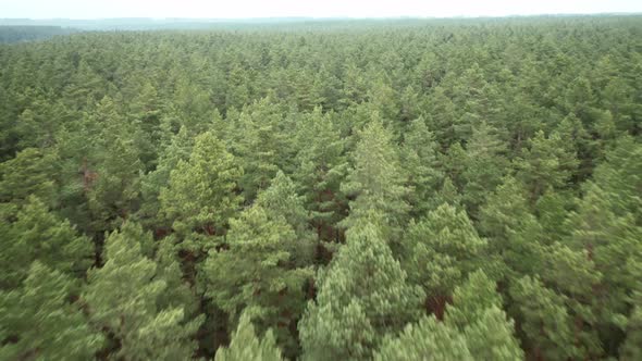 AERIAL: Flying Very Fast Over Vast Pine Forest