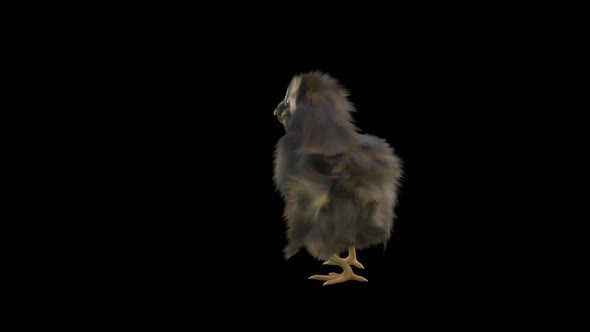 19 Baby Chicks Dancing HD alt