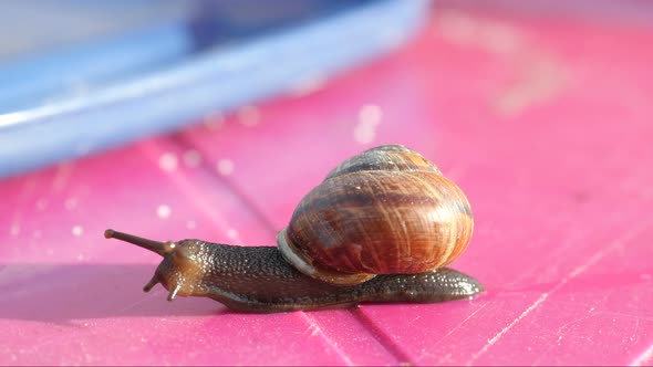 Snail On The Table, Snail Crawling The Table