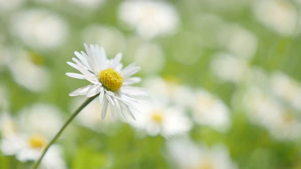 Shallow DOF common daisy flowers  spring background  4K 2160p 30fps UHD  video - White Bellis perenn alt