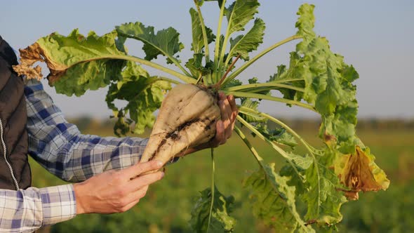 Agronomist Inspects the Sugar Beetroot in Hands, Close-up alt