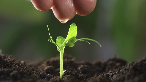 A Woman's Hand Waters a Small Green Sprout Closeup alt