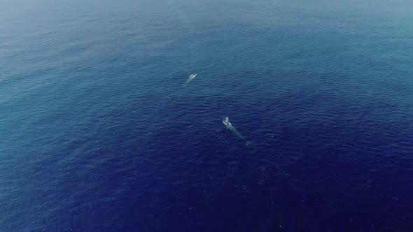 Drone Shot Of Two Whales In The Ocean