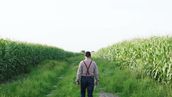Farmer Man With Digital Tablet in Hand Walks Along a Dirt Road Between Agricultural Fields of Corn